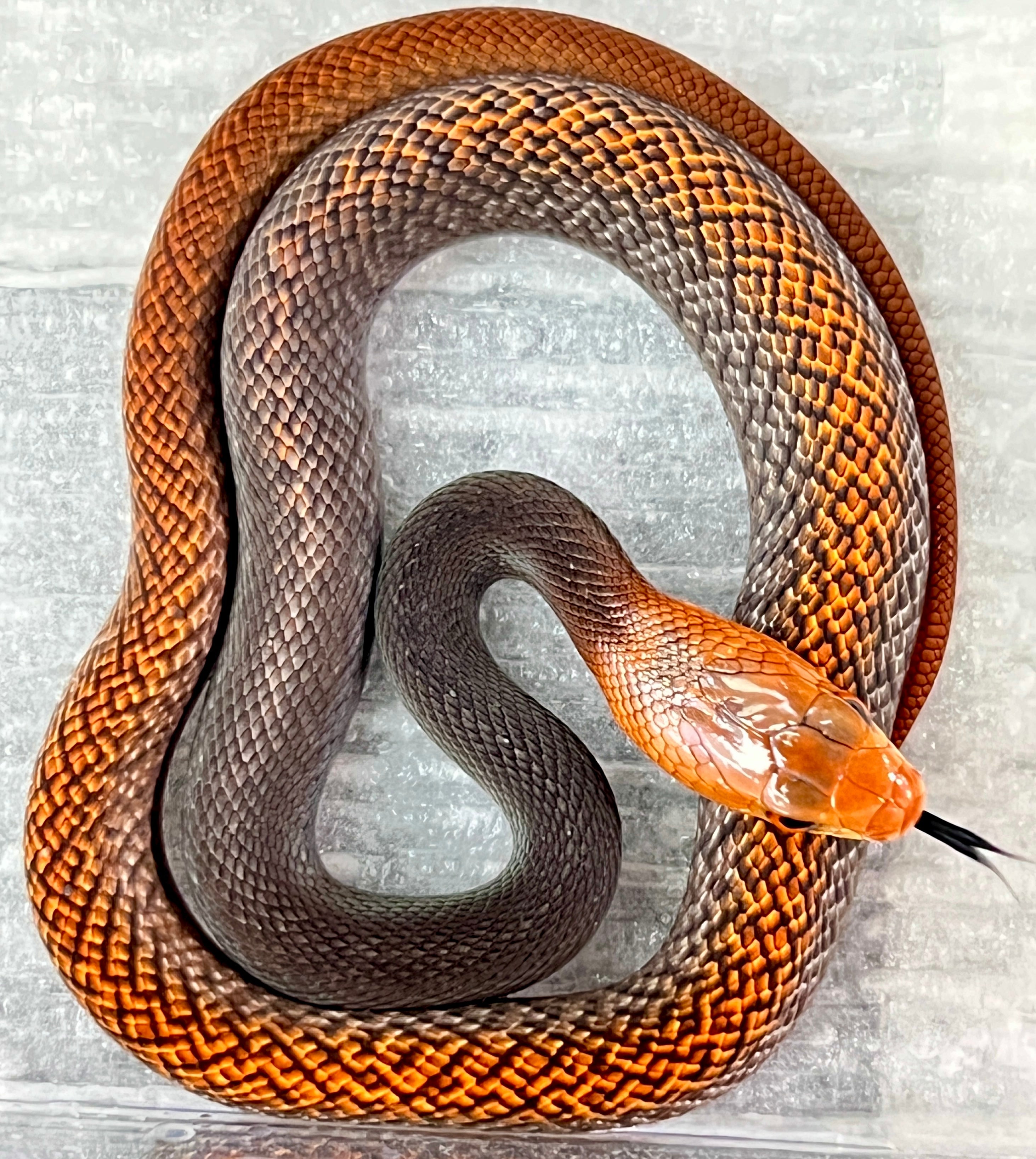 Venomous Reptiles