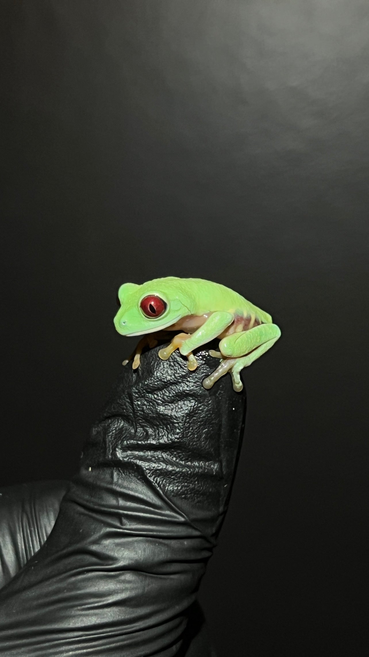 Amphibians