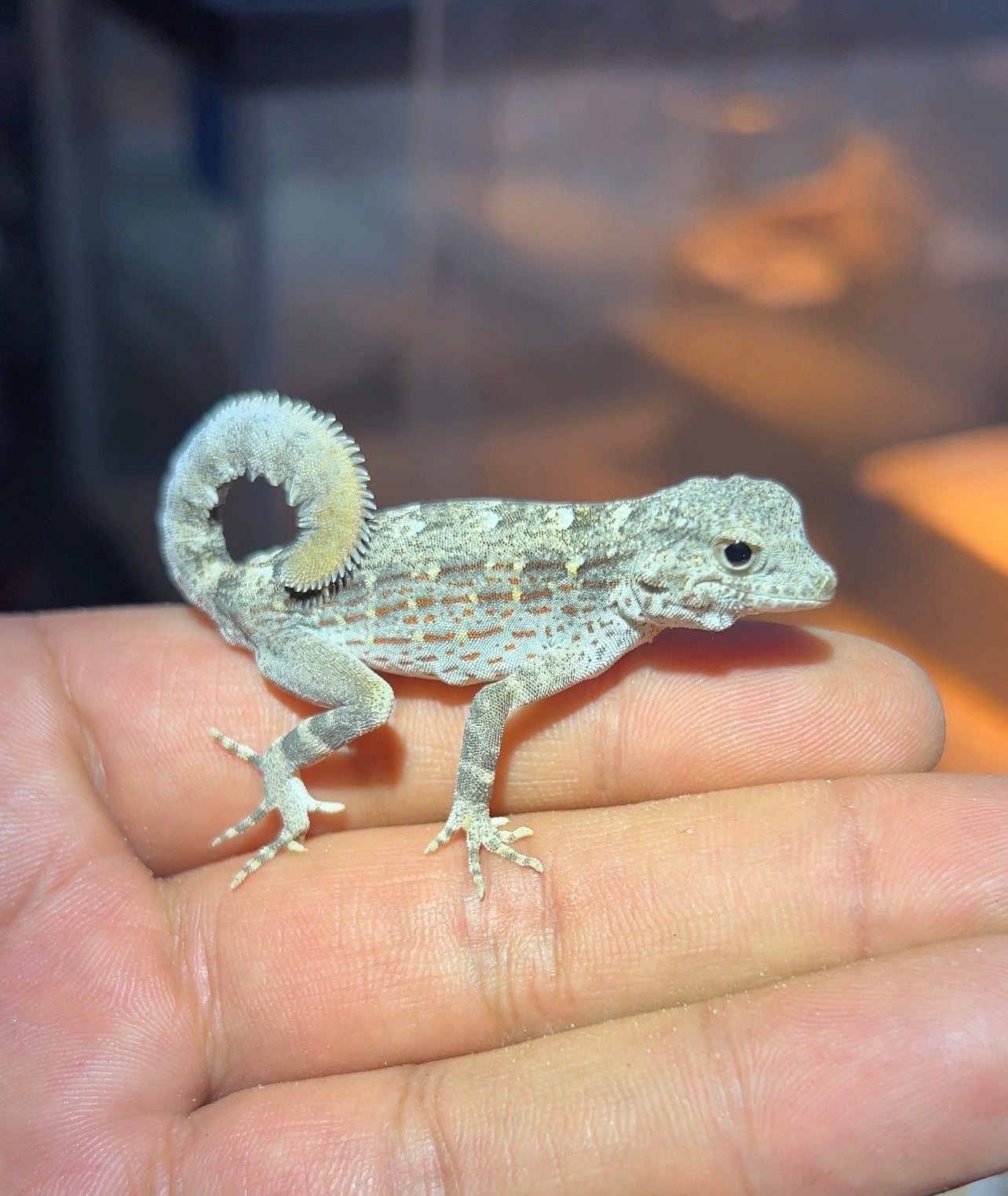 Geckos