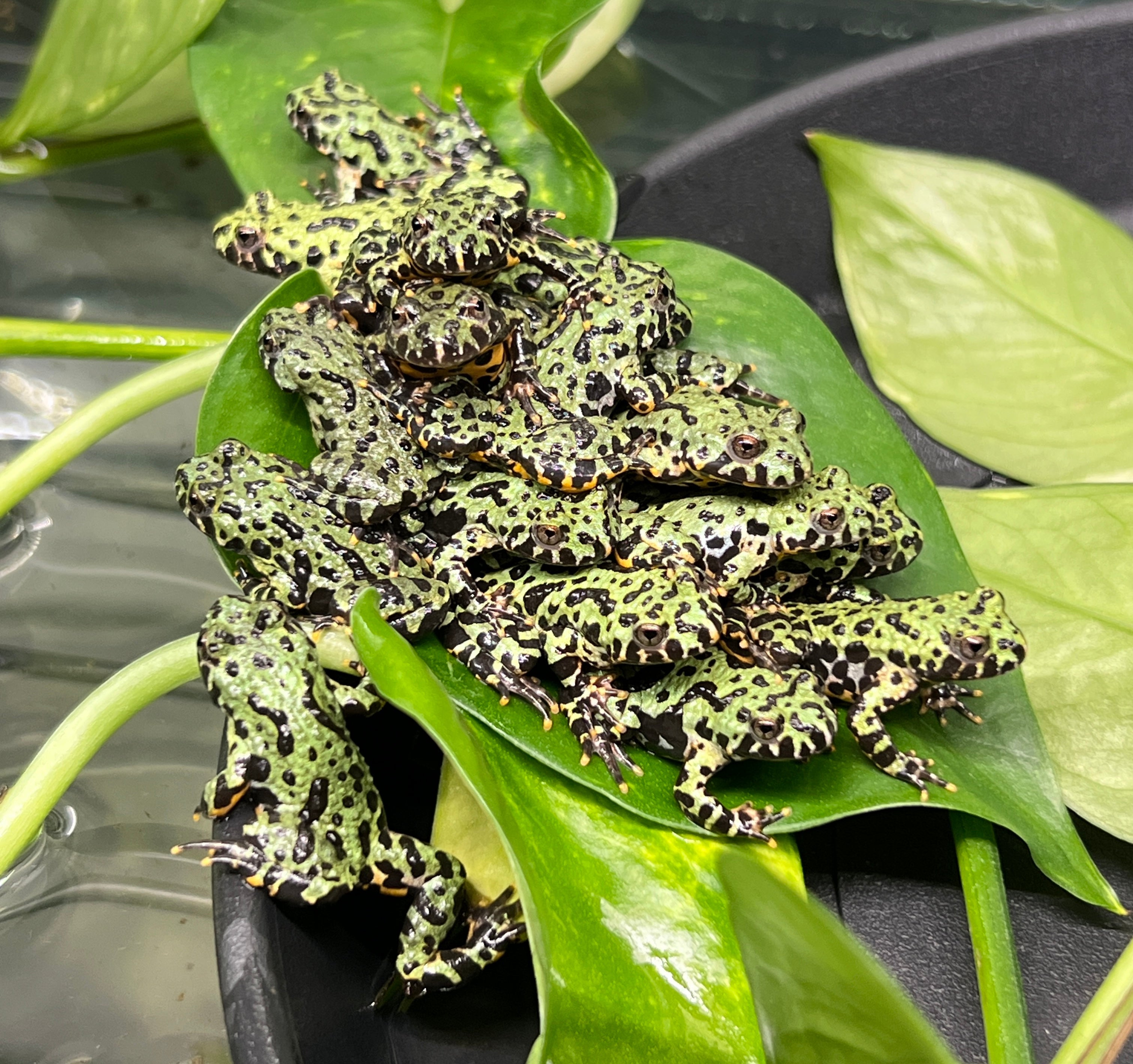Frogs