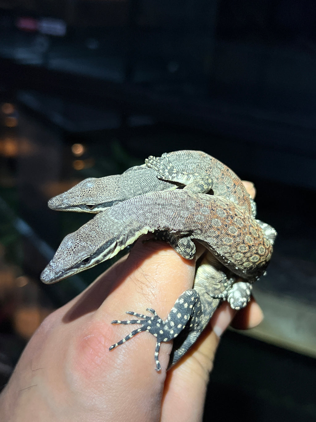 Kimberley Rock Monitor