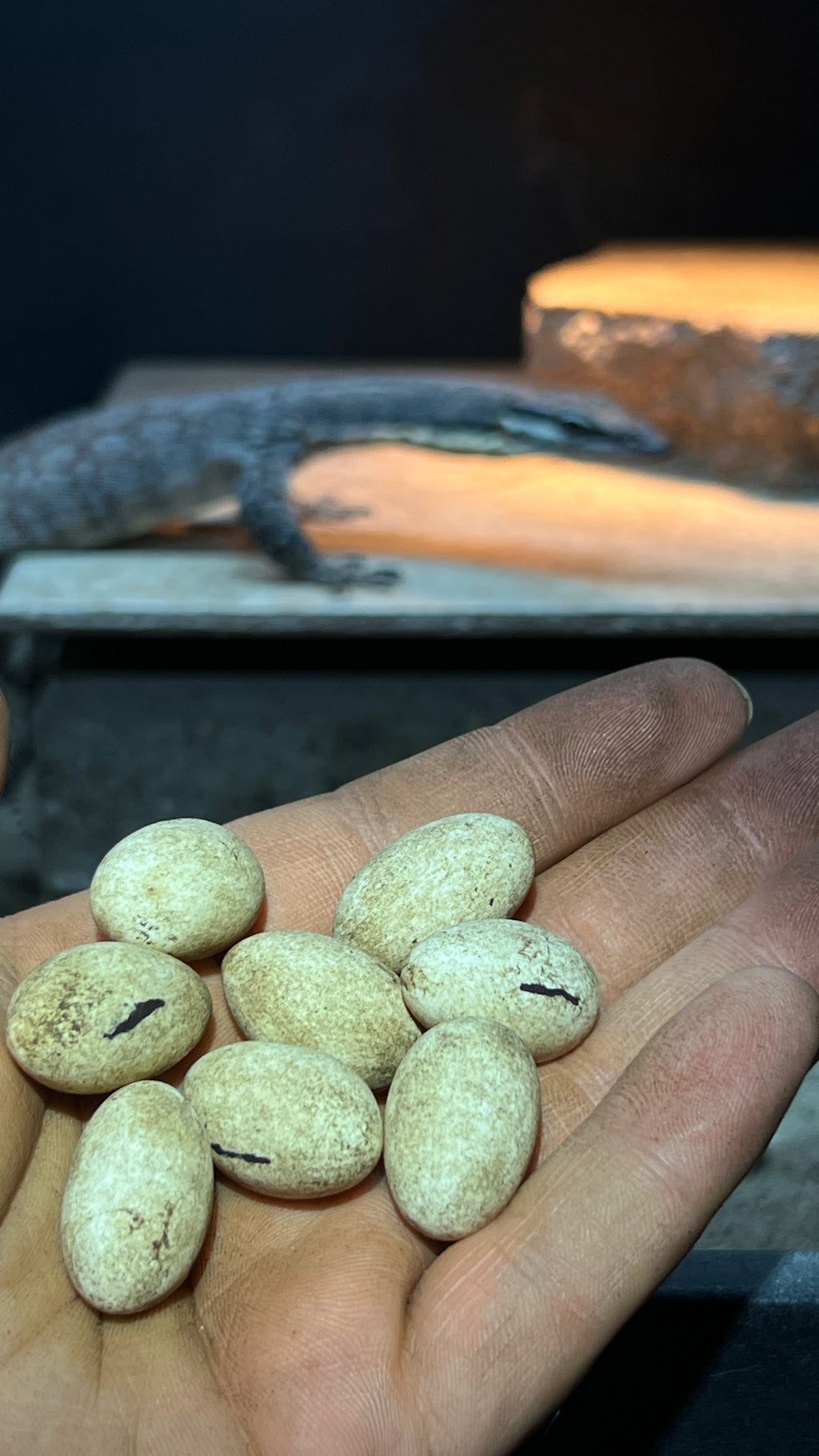 Kimberley Rock Monitor