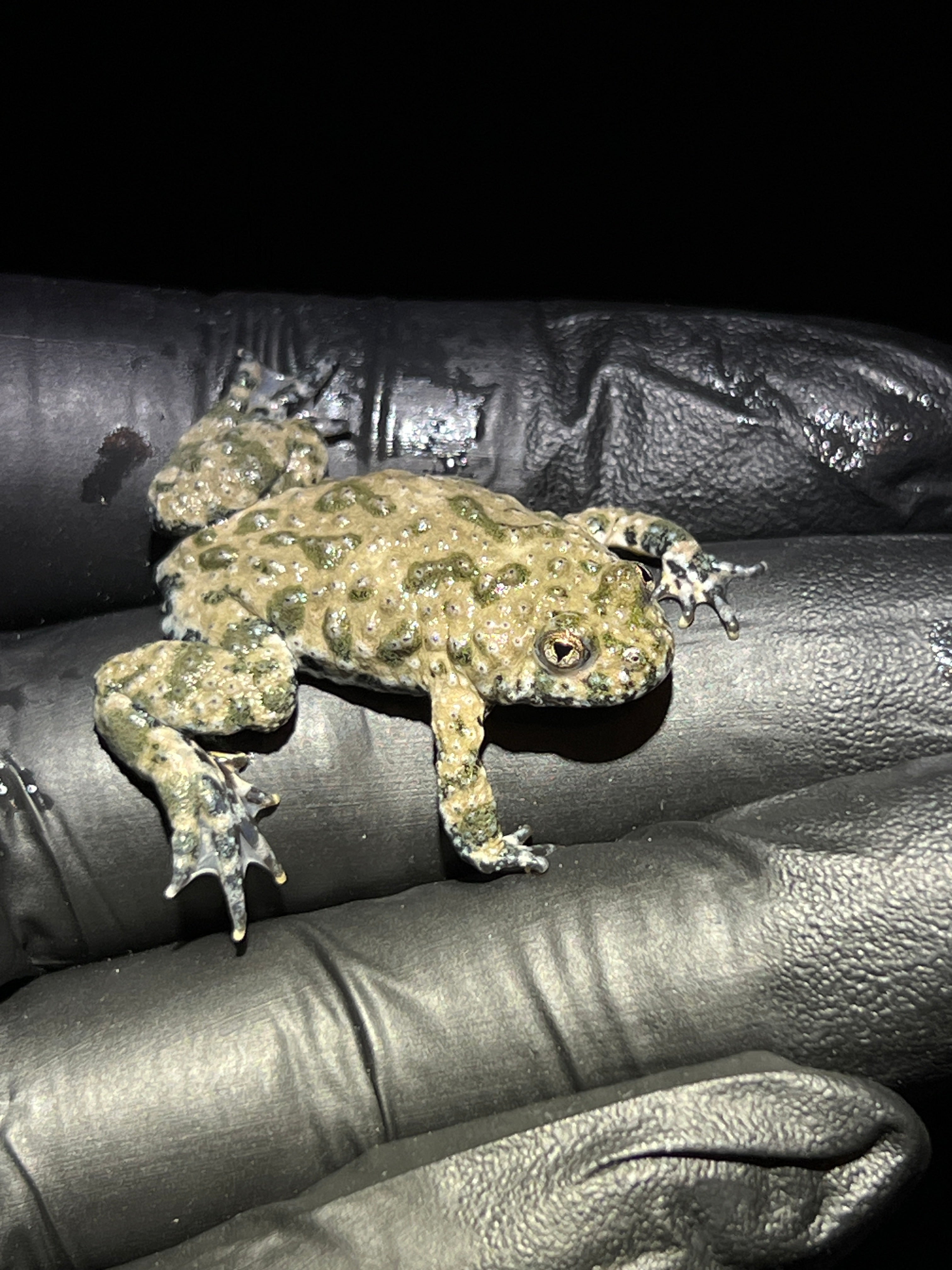 Yellow Bellied Toads