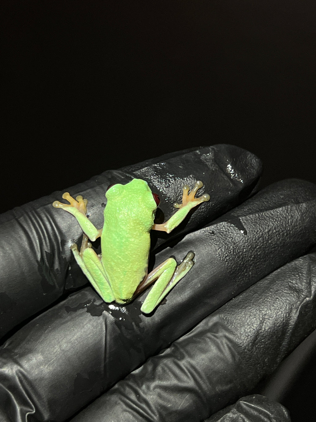 Panamanian Red-Eyed Tree Frog - Agalychnis callidryas