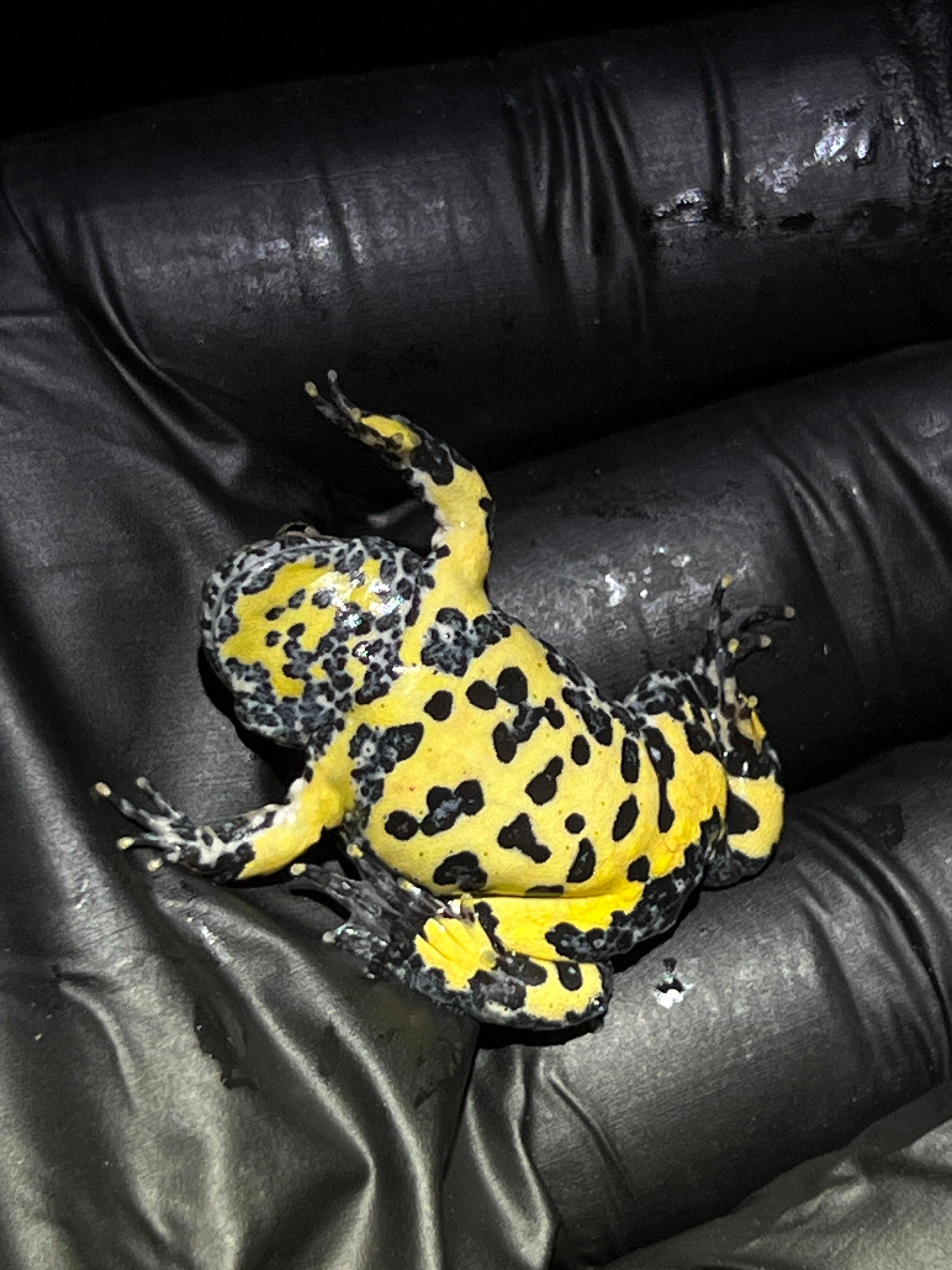 Yellow Bellied Toads