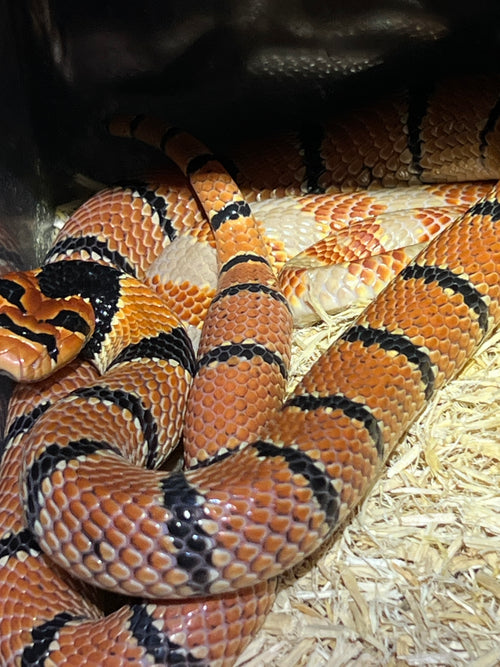 100% HET Albino Cape Coral Cobra