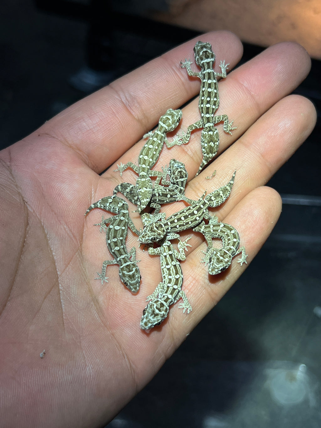 Carrot-tail Viper Gecko