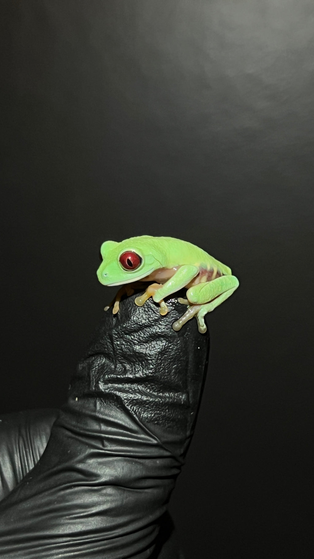 Panamanian Red-Eyed Tree Frog - Agalychnis callidryas