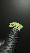 Panamanian Red-Eyed Tree Frog - Agalychnis callidryas