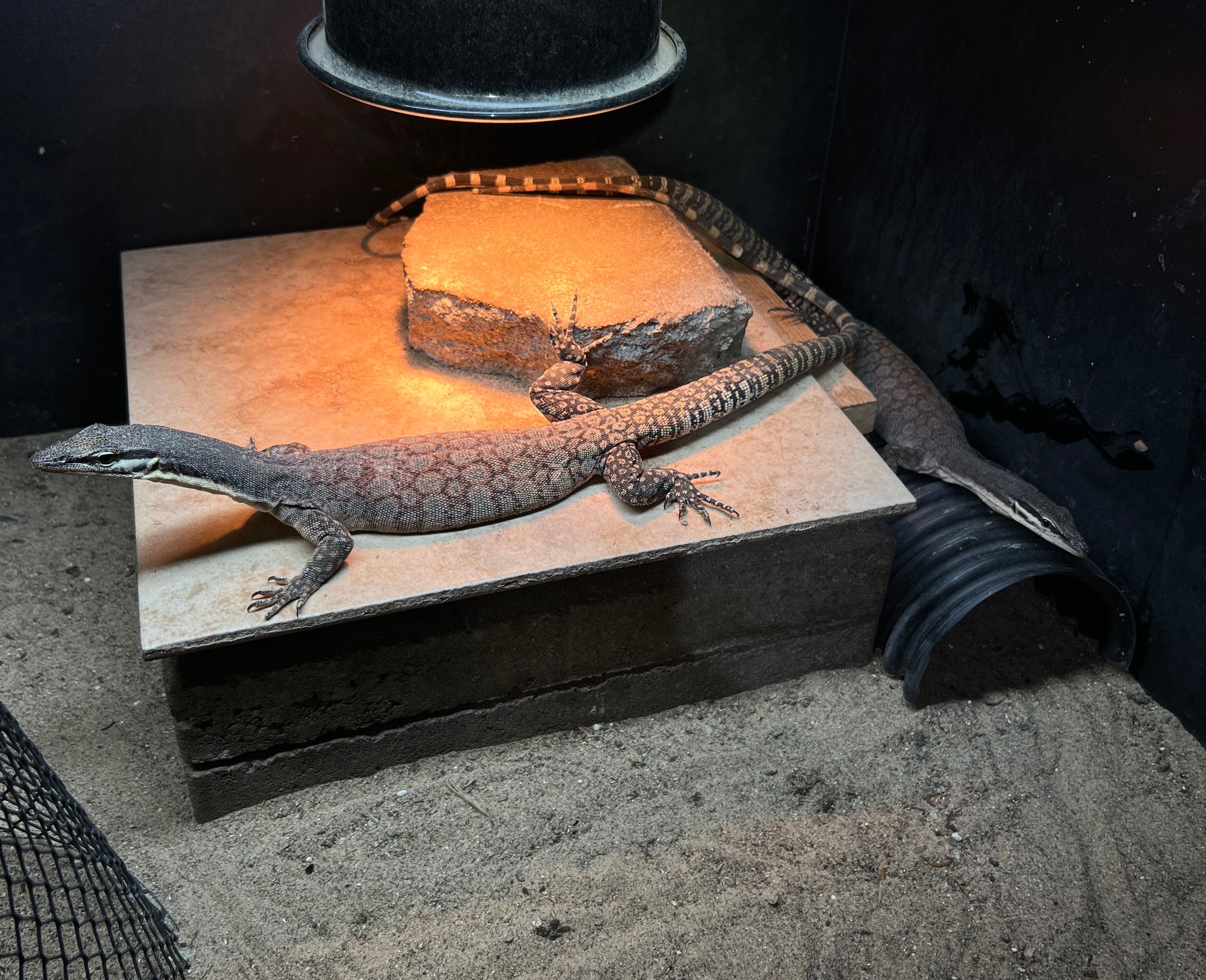 Kimberley Rock Monitor
