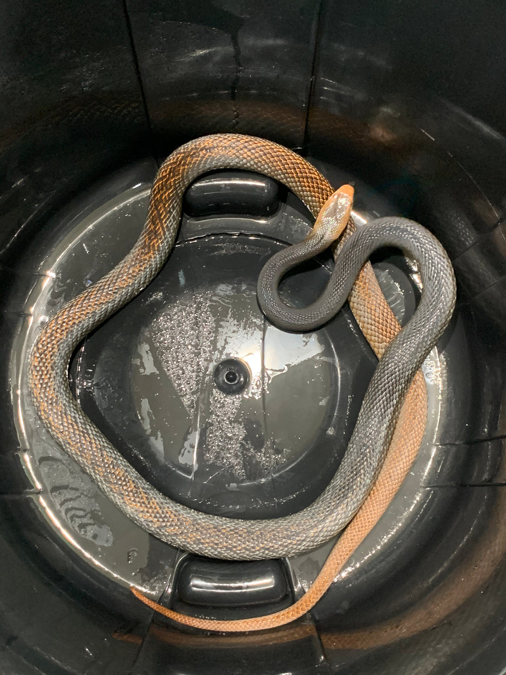 PNG Taipan