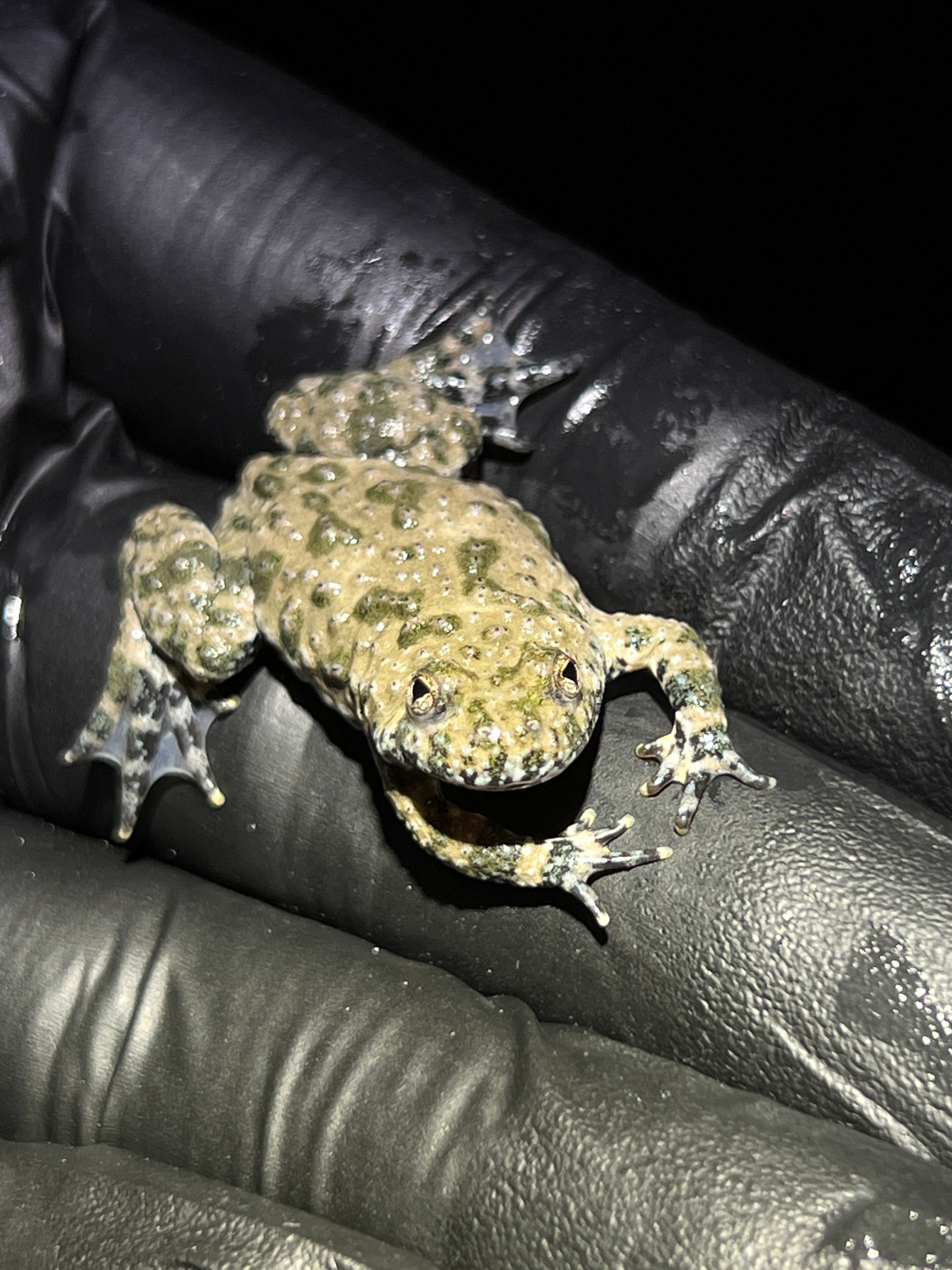 Yellow Bellied Toads
