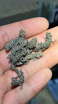 Carrot-tail Viper Gecko
