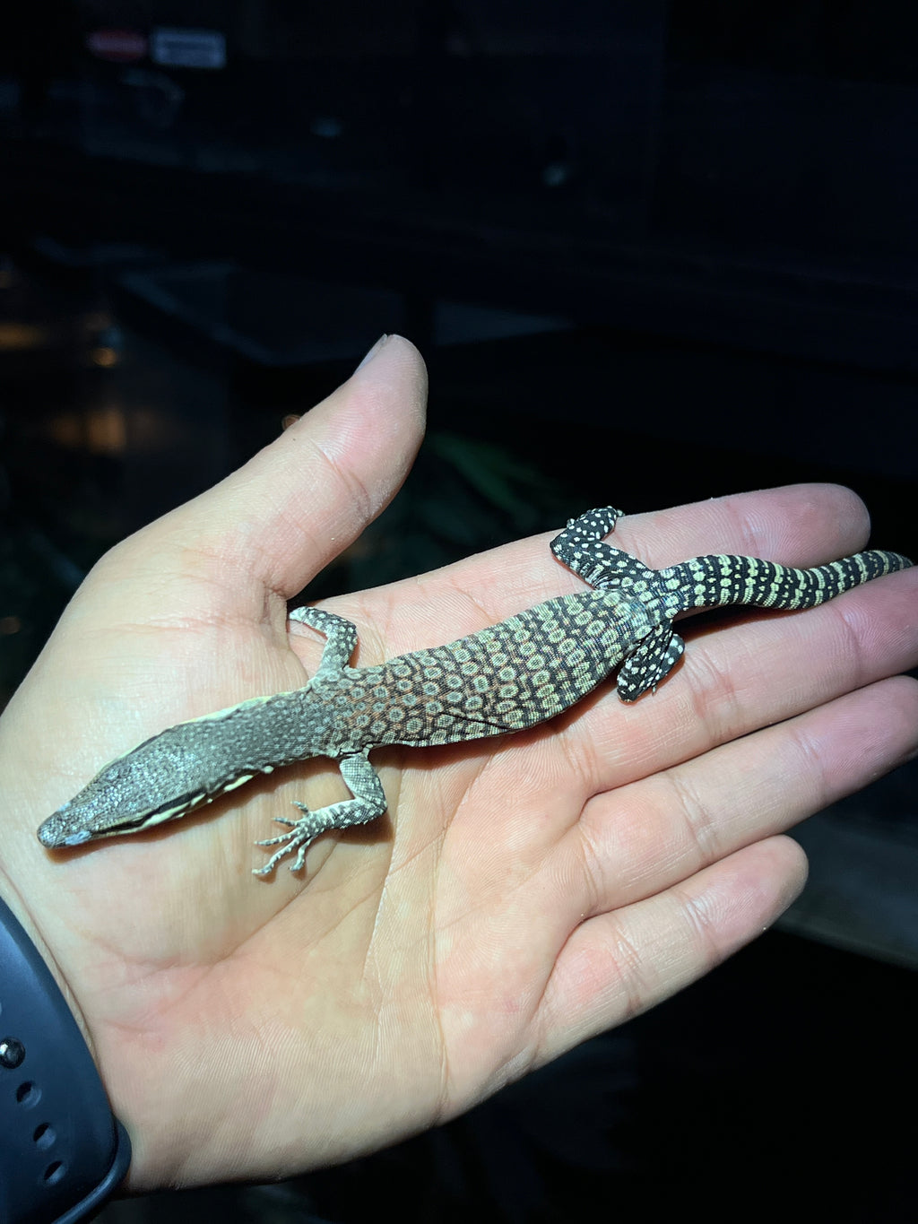 Kimberley Rock Monitor