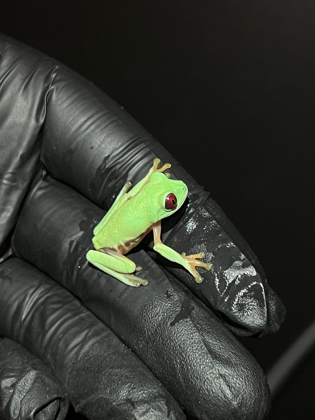 Panamanian Red-Eyed Tree Frog - Agalychnis callidryas