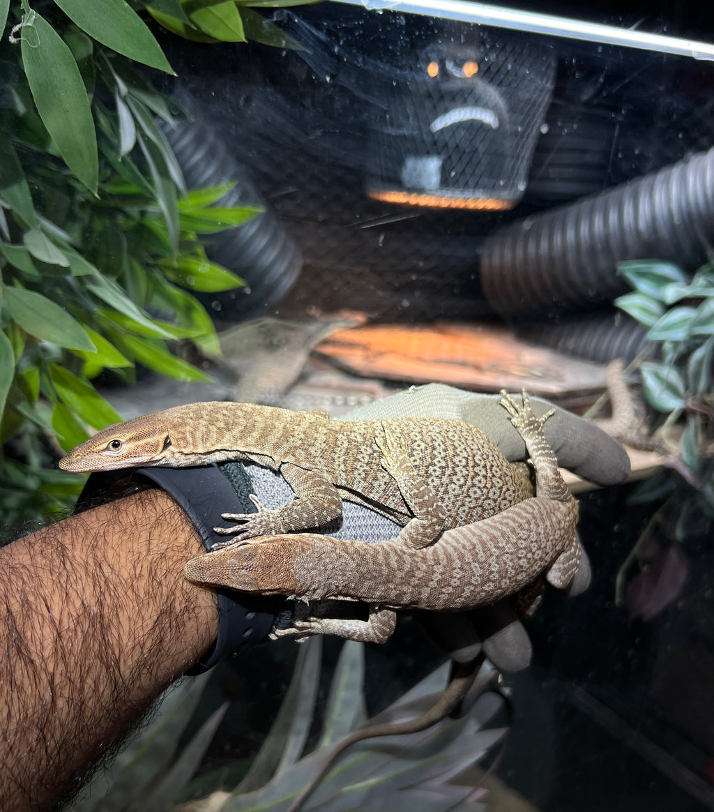 2025 Black Headed Monitor pair