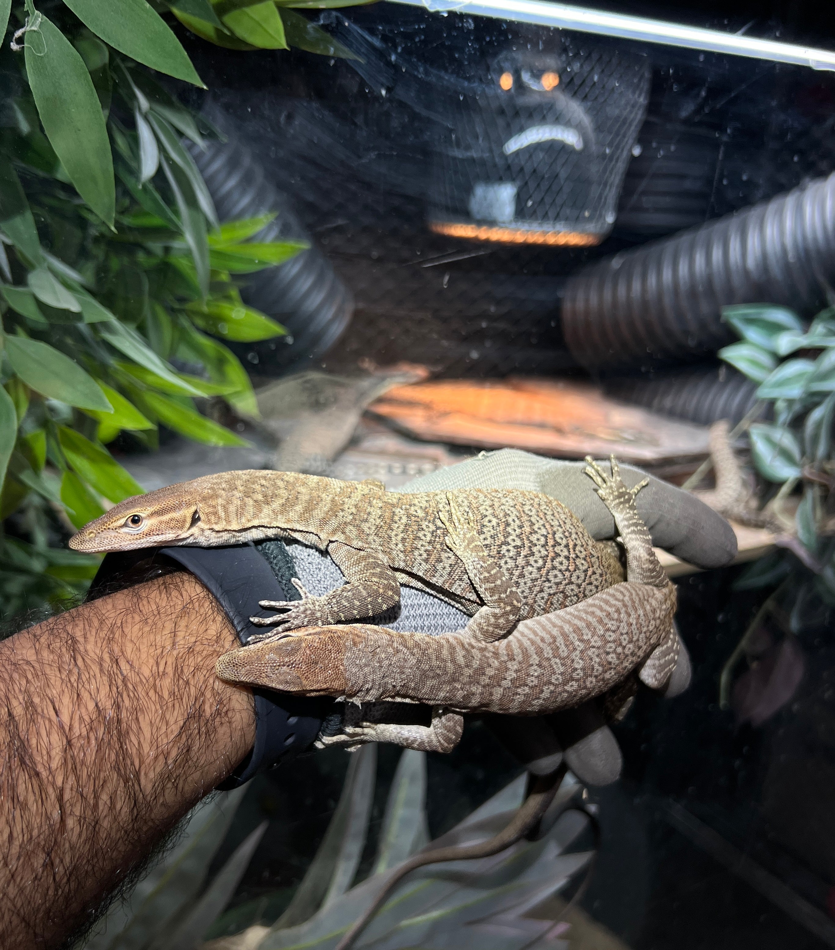 2025 Black Headed Monitor pair