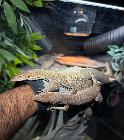 2025 Black Headed Monitor pair