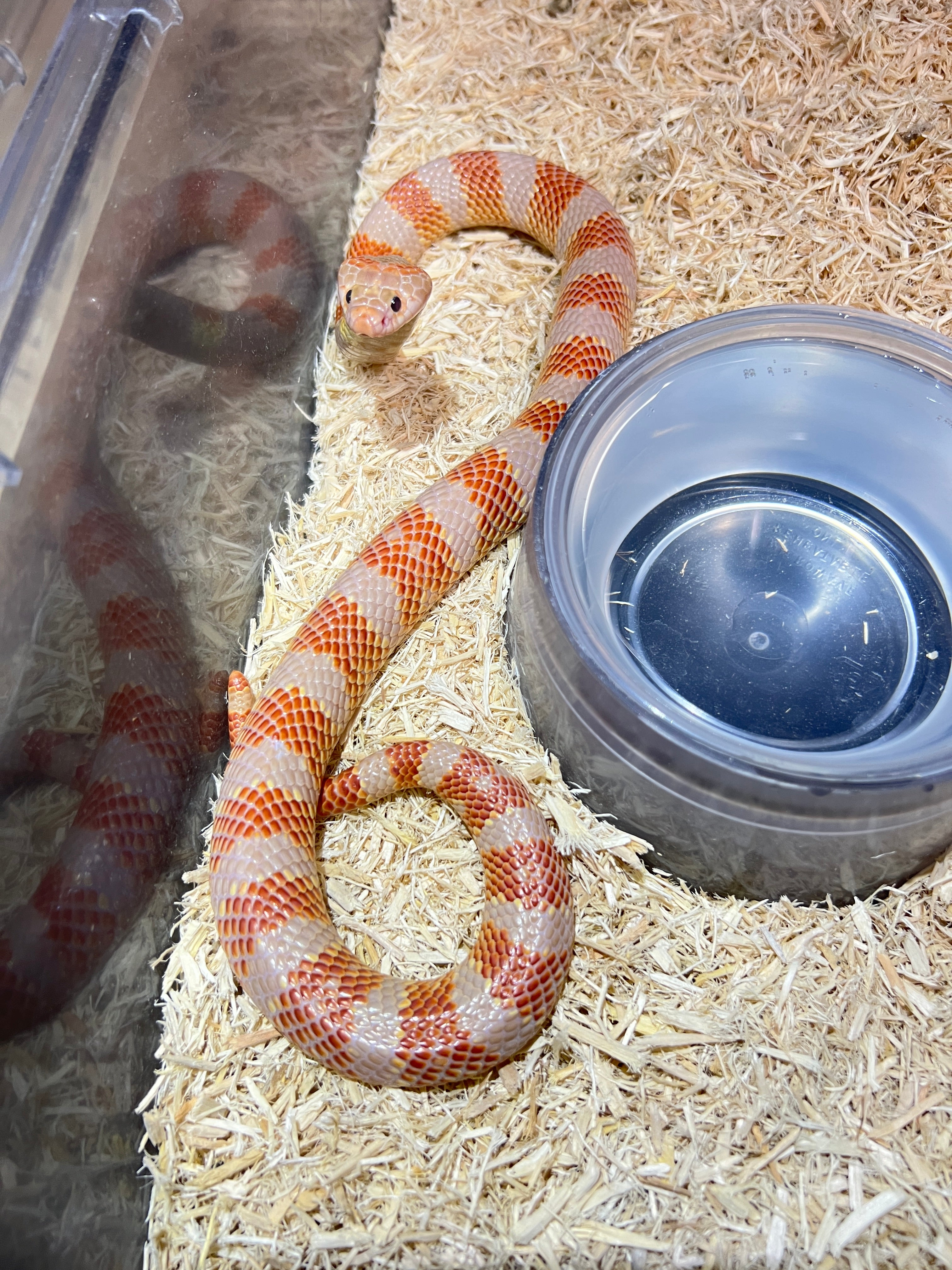 100% HET Albino Cape Coral Cobra