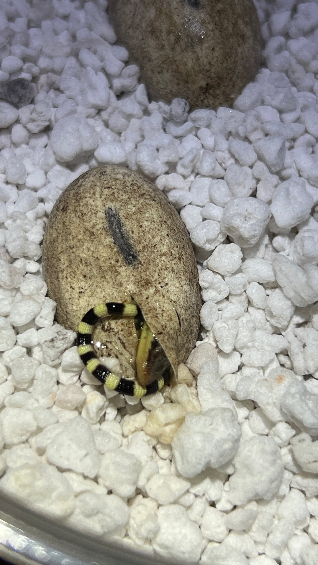 Kimberley Rock Monitor