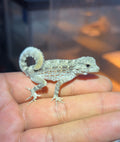 Scorpion-Tailed Gecko