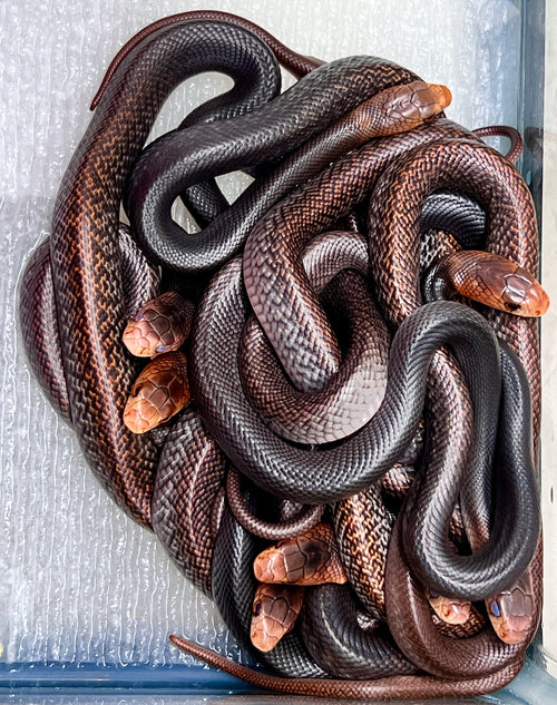 PNG Taipan
