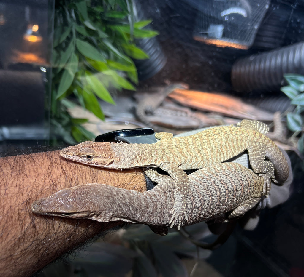 2025 Black Headed Monitor pair