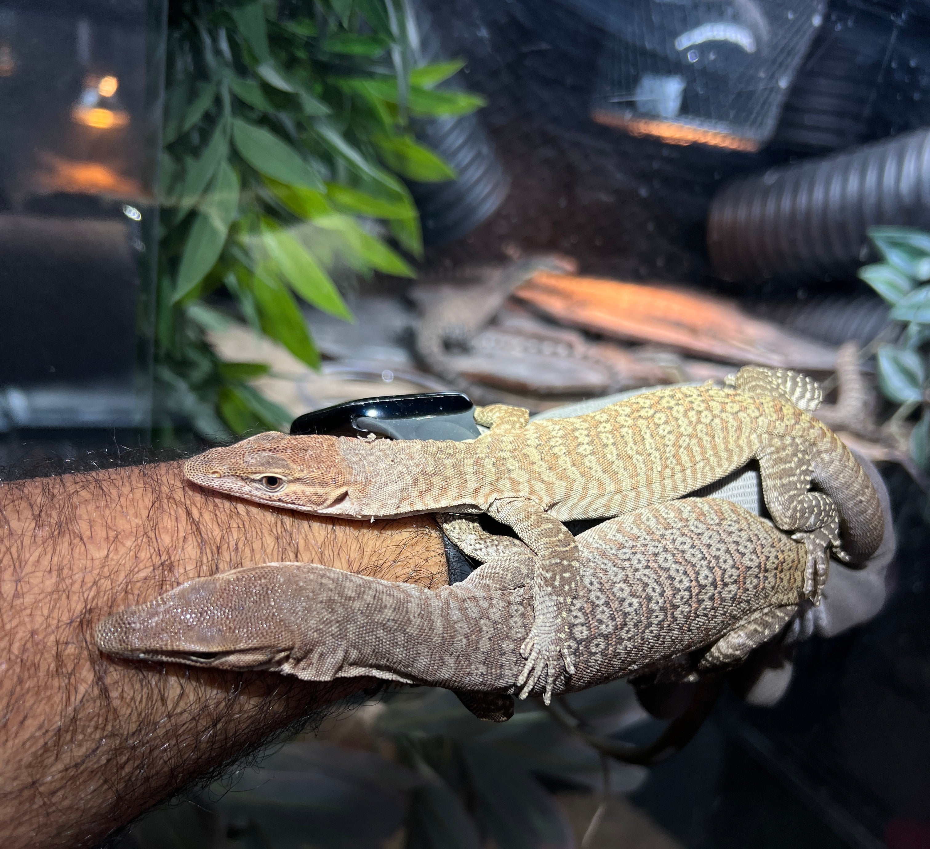 2025 Black Headed Monitor pair