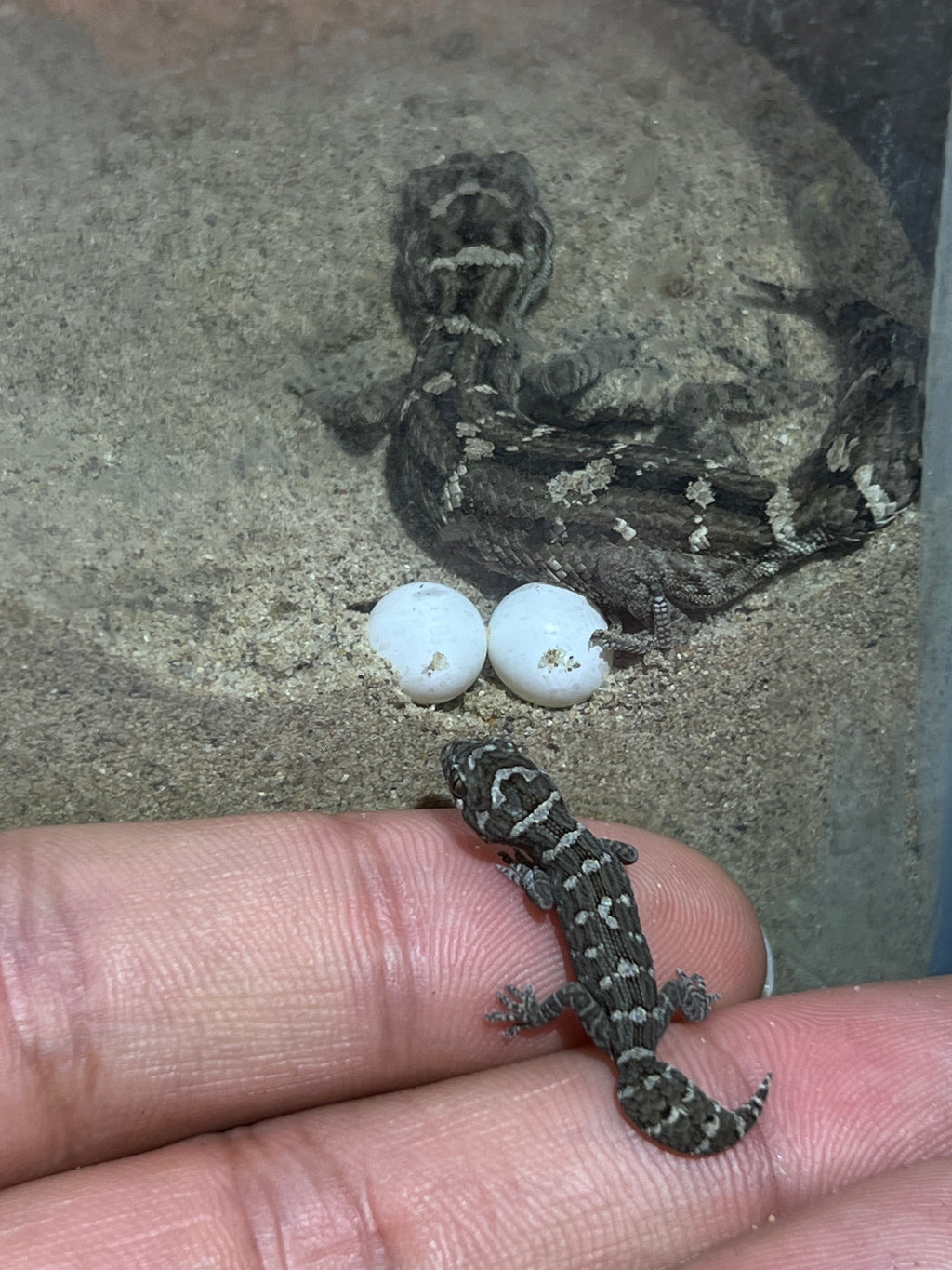 Carrot-tail Viper Gecko