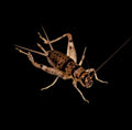 Live Crickets