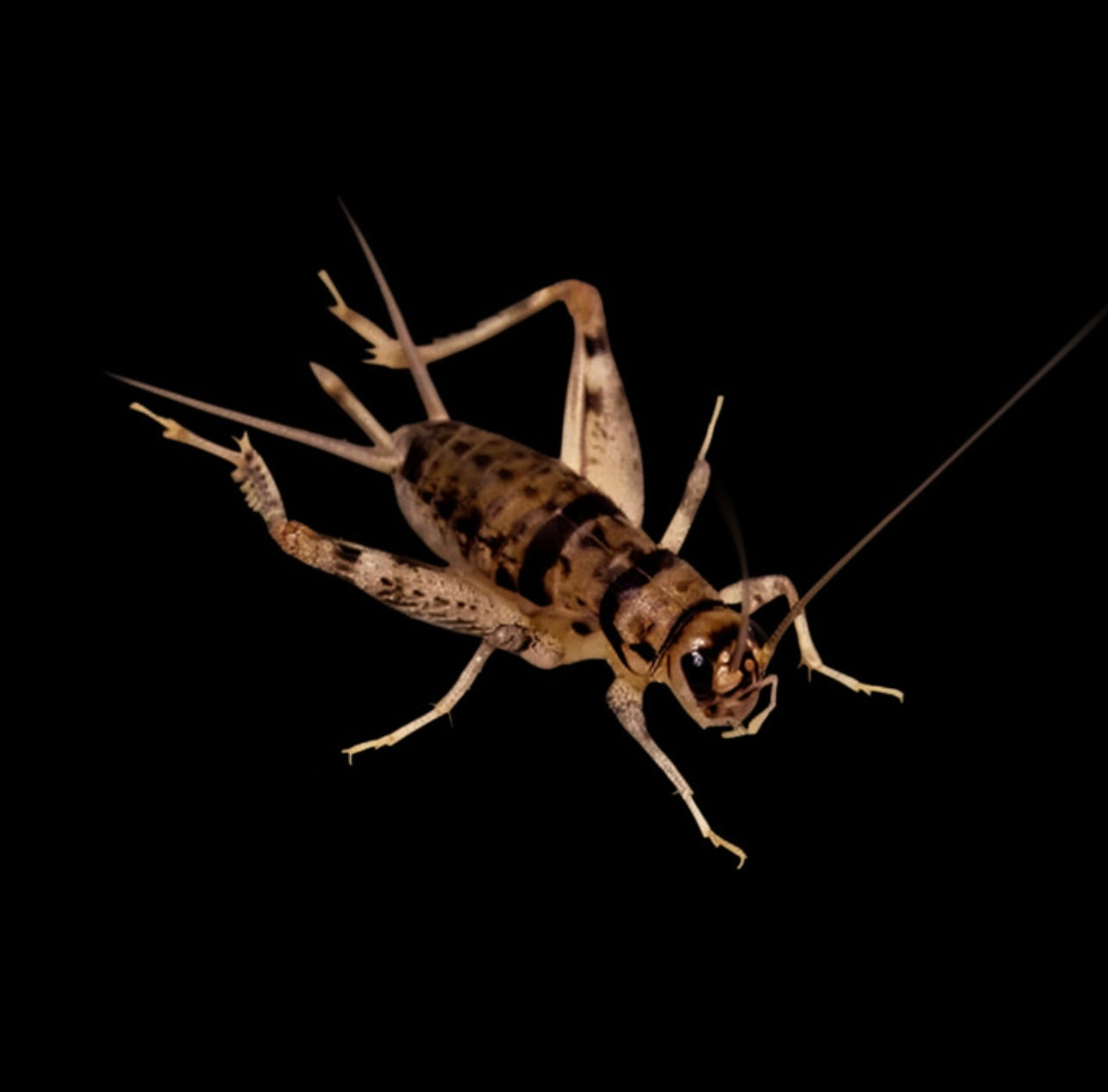 Live Crickets