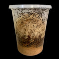 Fruit Fly Culture (hydei)