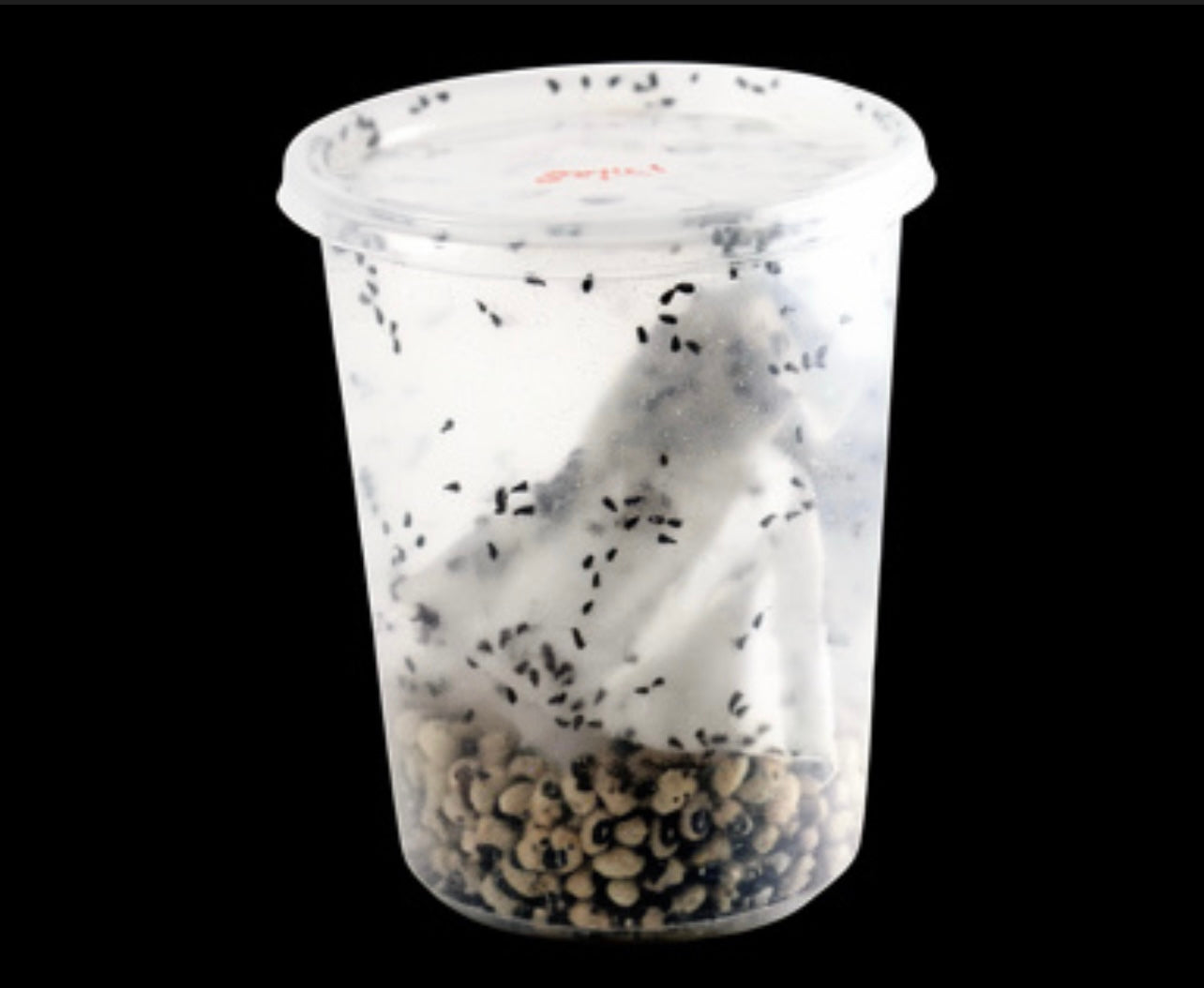 Bean Beetles