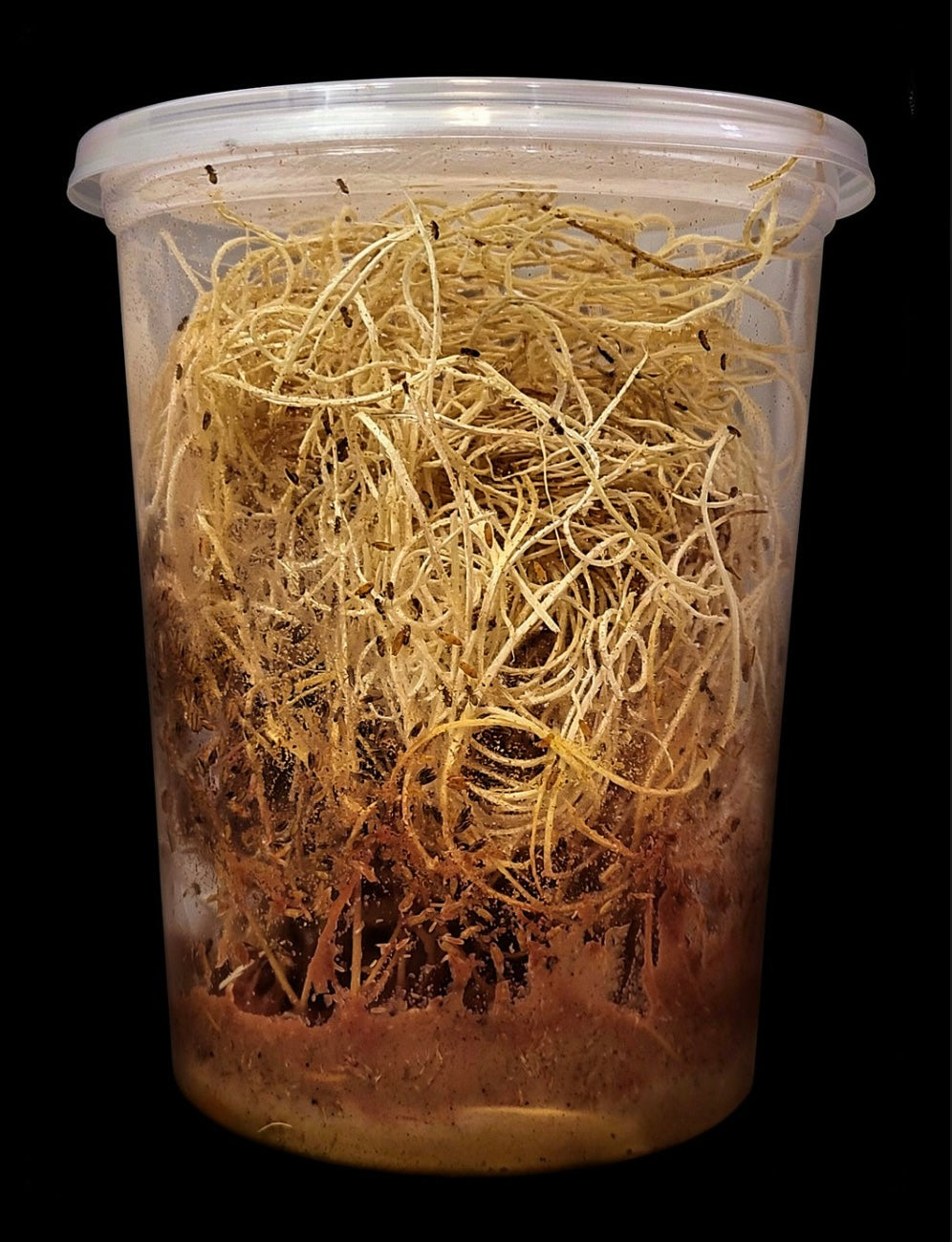 Fruit Fly Culture (melanogaster)