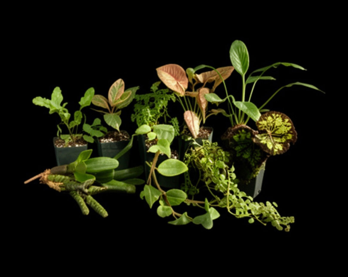 20 Gallon Plant Kit