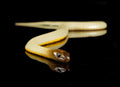 Inland Taipan