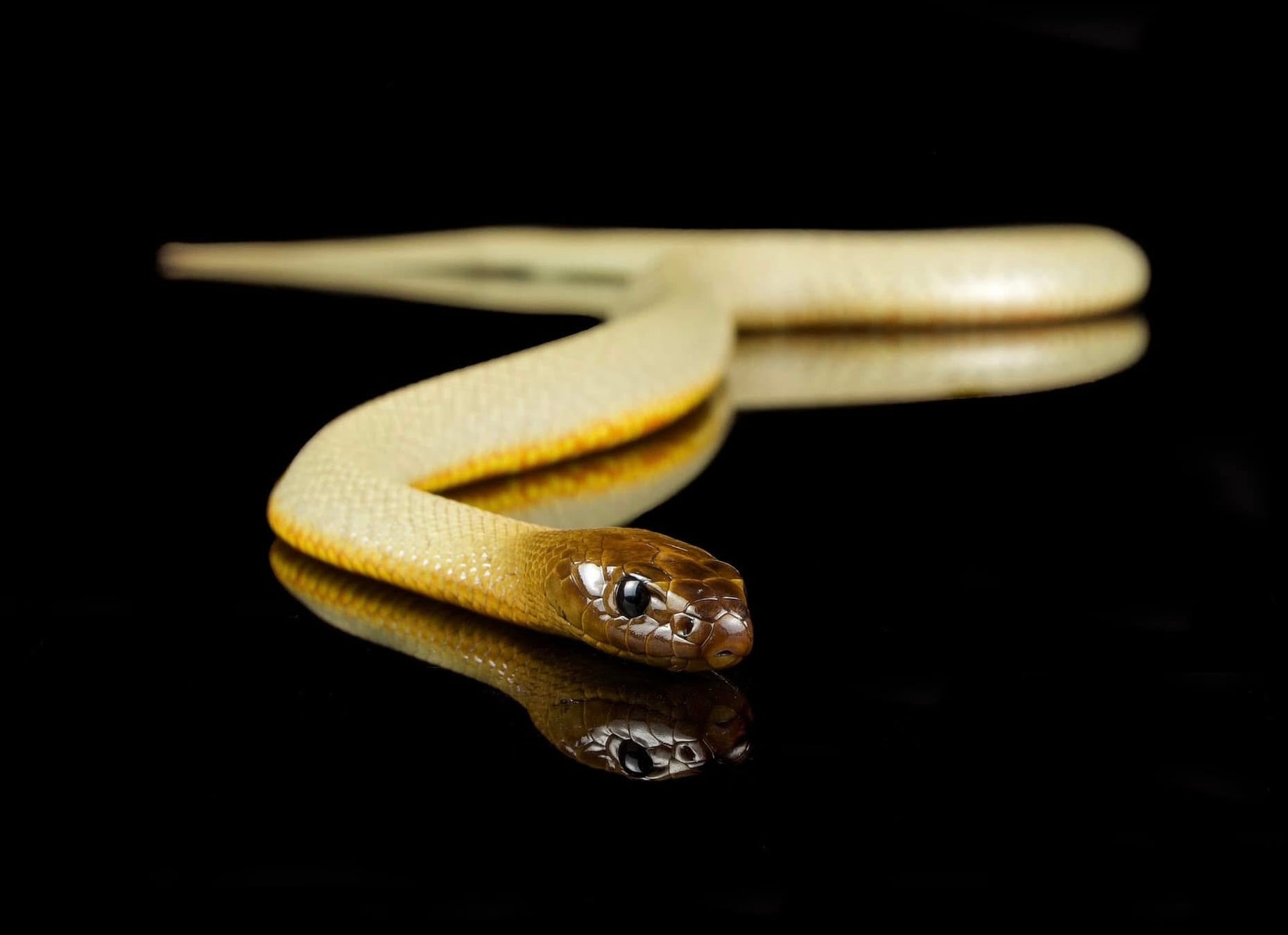Inland Taipan