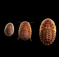Dubia Roaches