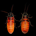 Madagascar Hissing Cockroaches ￼