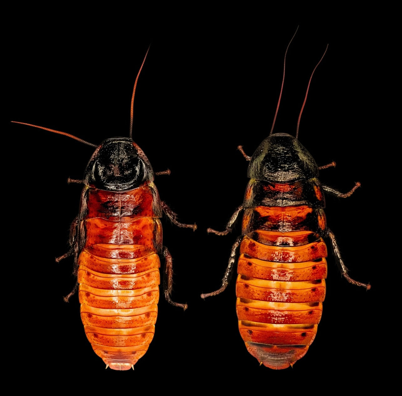 Madagascar Hissing Cockroaches ￼